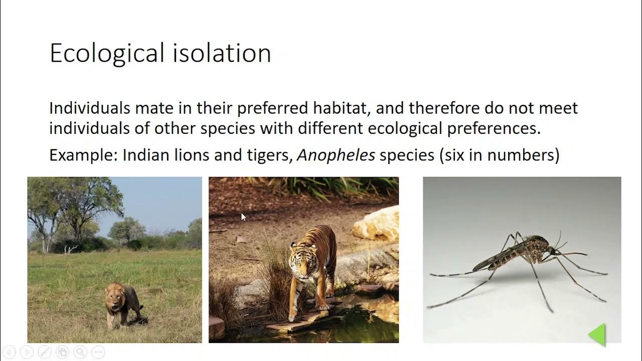 Isolation Reproductive isolating mechanism (Prezygotic and Postzygotic