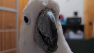 Cockatoo Monday Morning Scream