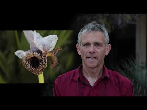 וִידֵאוֹ: מהו הפרח הגדול ביותר בעולם