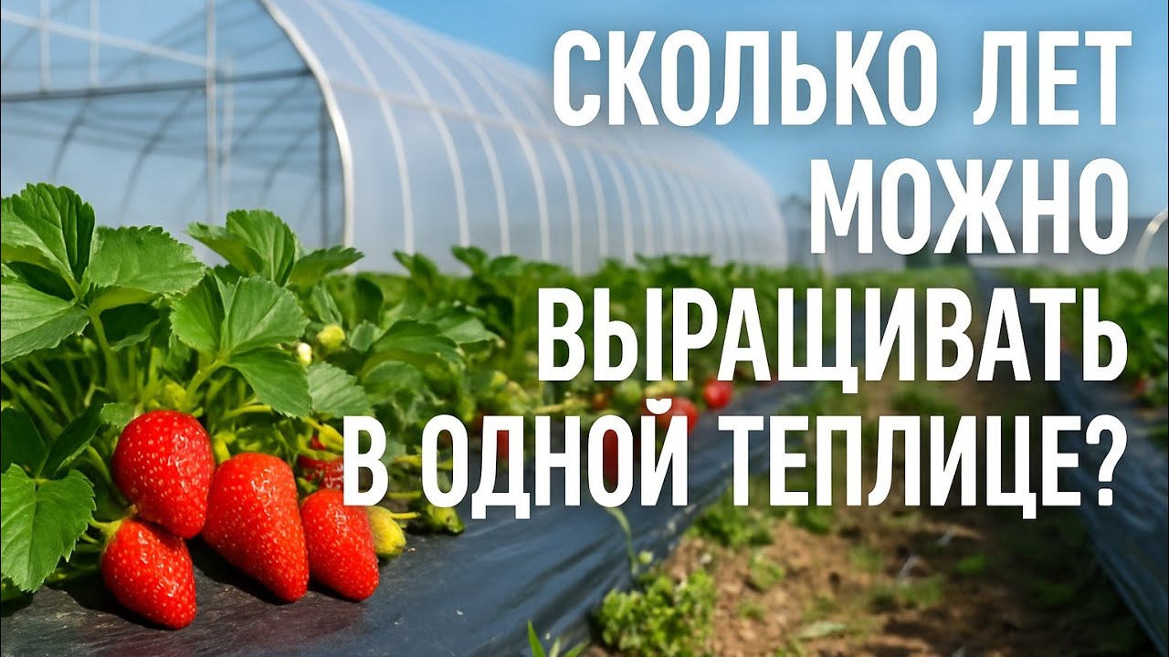 Сколько лет можно выращивать клубнику на одном месте?