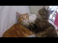 КОШКА УХАЖИВАЕТ ЗА КОТОМ МЕЙН КУН 😻 МИЛЫЕ КОТИКИ Кошачья любовь love cats MAIN COON CATS КОТЫ 2019