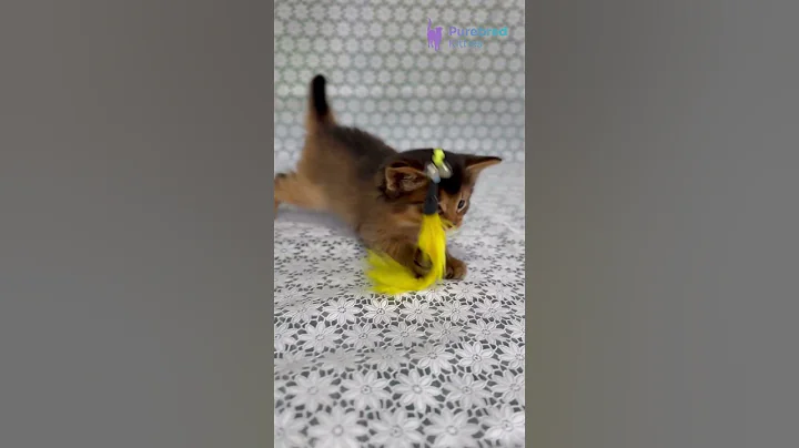 Video 11718441: somali kitten, adorable kitten