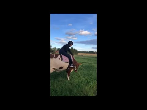 Equestrian Riding A Cow 