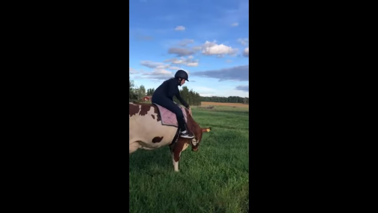 Equestrian Riding a Cow