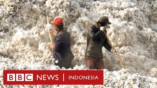 Bukti baru kerja paksa etnis Uighur di ladang kapas Xinjiang, China - BBC News Indonesia