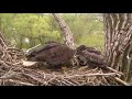 DECORAH EAGLES  5/9/2018   1:37 PM  CDT    EAGLES PECK AT MOM&#39;S BEAK