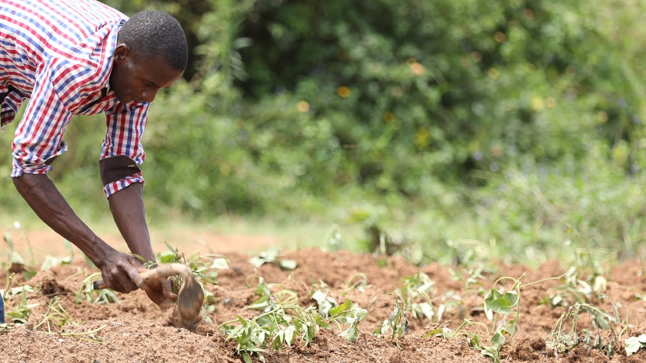 Growing Sweet potatoes in Africa. YouTube