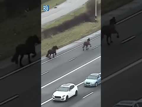 Caos en una autopista de Ohio por dos caballos