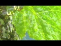 Message of Love, by Jim Provenzano, music by Dudley Saunders