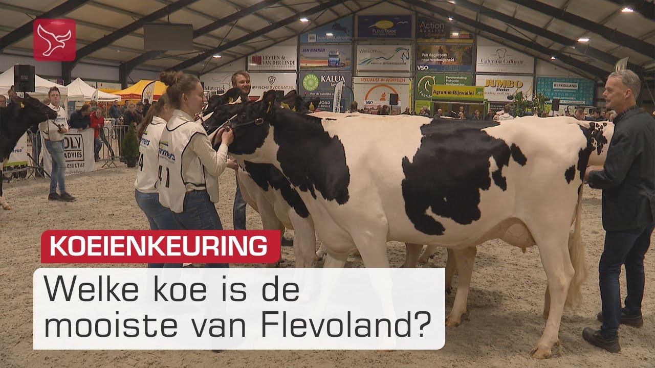 Koeien poetsen, scheren en vertroetelen in Dronten | Omroep Flevoland