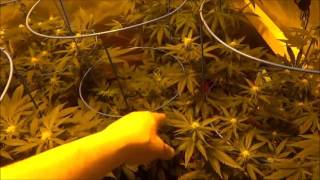 Cannabis Update #16 Keeping The Perpetual Garden Going
