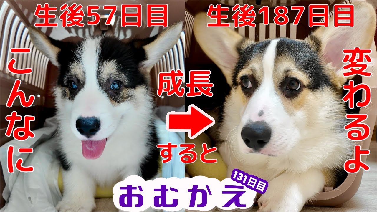 【コーギー】130日でどれだけ見た目が変わるのか？黒コーギーの成長記録　おまけで最後に生後37日頃の出会いもお届け【生後六ヶ月の子犬】