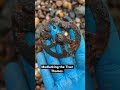 #mudlarking #treasuresearch