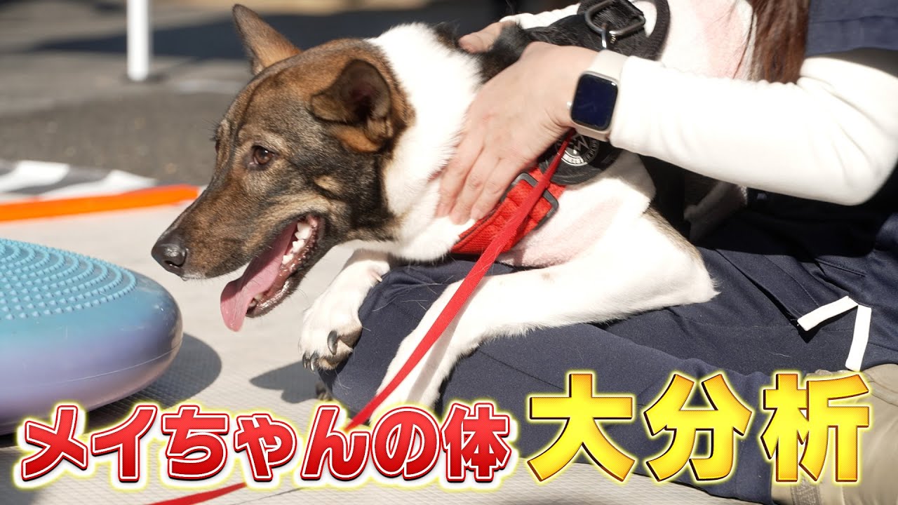 新発見】メイちゃんの体を調べたら元野犬ならではの秘密がわかりました