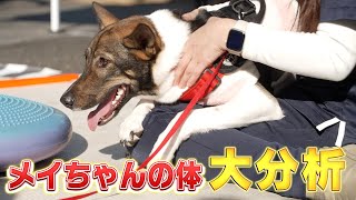 メイSR 自由のイヌちゃん 新発見】メイちゃんの体を調べたら元野犬ならではの秘密がわかりました