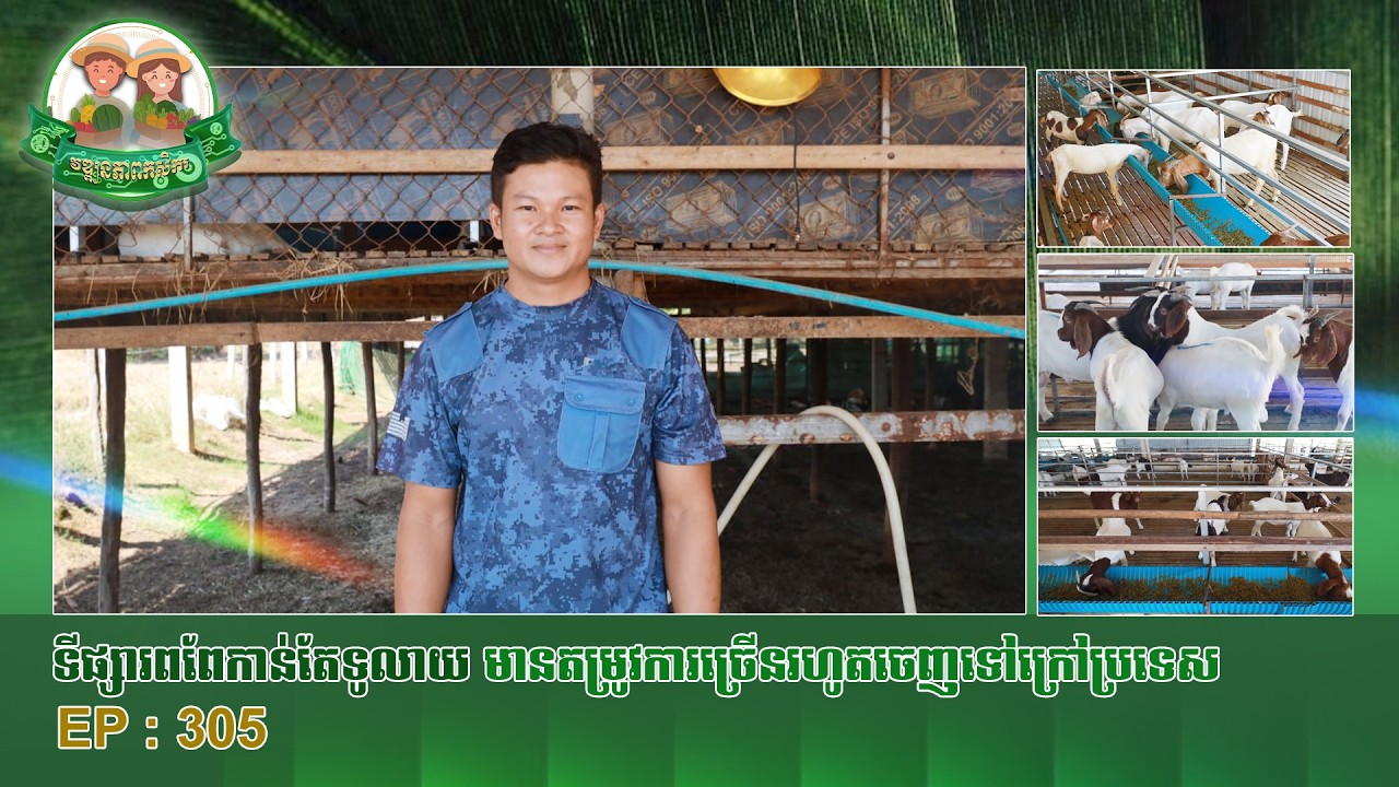 មាតិកាព័ត៌មានកសិកម្មក្នុងប្រទេសសម្រាប់ថ្ងៃ​សុក្រ ទី២៧ ខែកុម្ភៈ ឆ្នាំ២០២៦