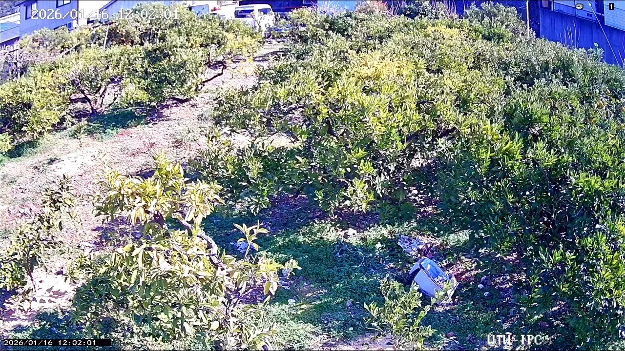 2026.1.16、環境ライブ、三ヶ日みかん、live of japan orange from japan, mikkabi hamamatsu japan