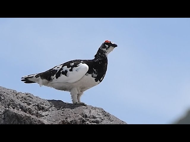 June is peak season for viewing endangered 'raicho' Japanese
