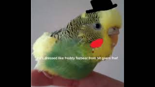 Why Riki Is Awesome And Cool