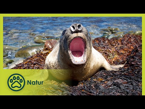 Von Natur aus wild | Wildes Überleben 3/10 | Go Wild