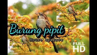 Keindahan Burung pipit  (house sparrow) Vidio Full HD.