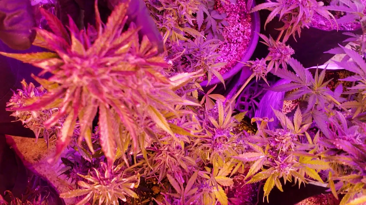 Morsen LED grow light 8