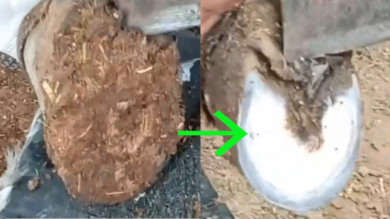 Hoof trimming: Thick soil layer, clean donkey hooves! - YouTube
