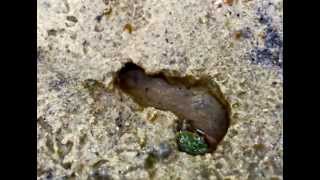 Through Green Lenses - Team 7