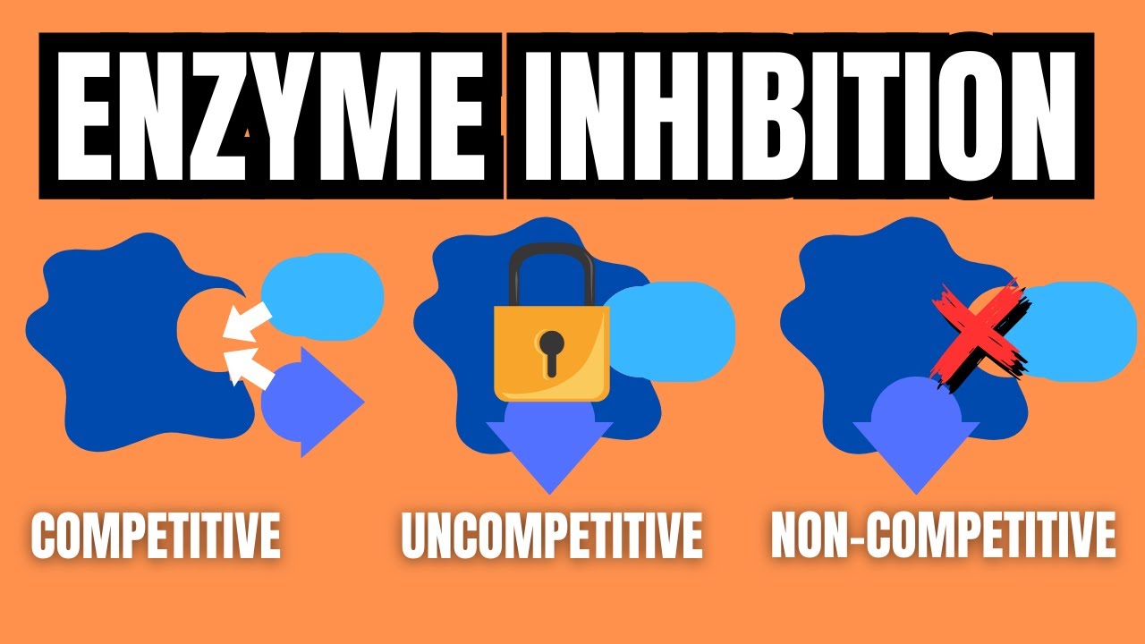 Enzyme Inhibition Introduction YouTube enzyme-inhibition-introduction-youtube