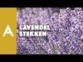 Lavendel stekken - Een groener thuis! #49