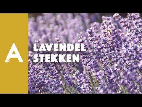 Video: Hoe Lavendel Te Kweken?