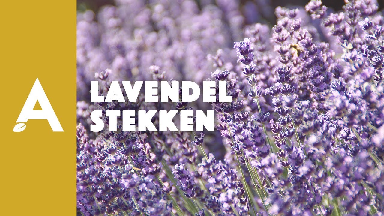 Lavendel stekken: alles wat je moet weten I Een groener thuis! #49 I Angelo Dorny