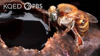 Stingless Bees Guard Tasty Honey With Barricades, Bouncers And Bites Deep Look