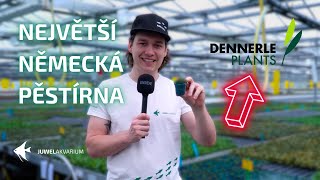 Jak se pěstují akvarijní rostliny - Největší německá pěstírna Dennerle plants