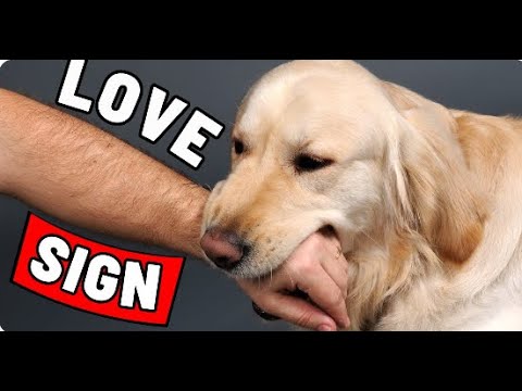 7 Signs That Your Dog Has Imprinted on You (Watch Before It's Too Late ...
