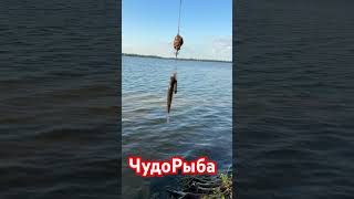 Секретная Уловистая Снасть #рыбалка #fishing #carpfishing #карп #carp #рыба