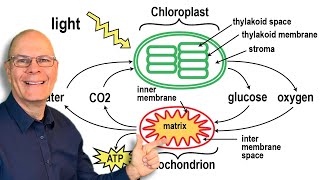 Mitochondria or Chloroplasts: Who's the ATP Champion?