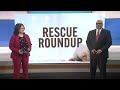 RESCUE ROUNDUP: Falcon, a mixed-breed dog, looks to bring his energy to a new home