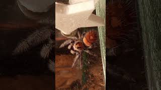 Rudi i 2 urodziny projektu Halinka 🎉🎉 #skakun #jumpingspider #pajak #spider #short