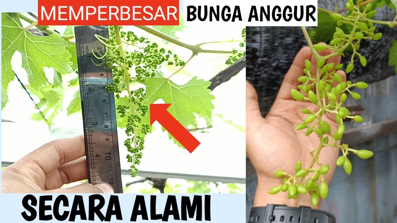 100% ILMU !!! Cara Memperbesar Bunga Anggur secara ALAMI