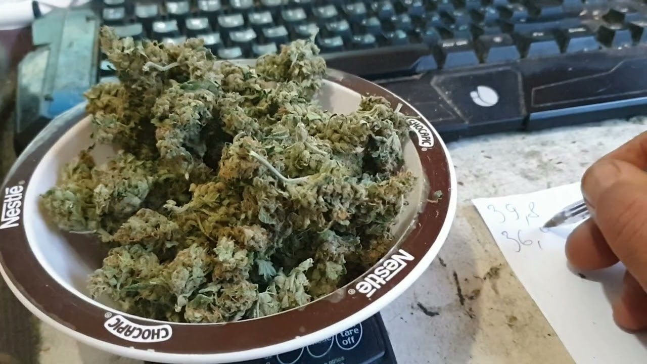 Взвешивание Super Hash Auto Pyramid Seeds от Мария Любит Хуана #superhash #pyramidseeds #взвешивание