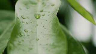 HG Palawan 60sec Final screenshot 4