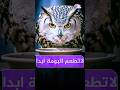 لو رأيت بومة لا تطعمها ابدا