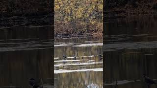Relaxing Nature Serenity | Relaxing Birds in a peaceful River #naturelovers #naturemeditation