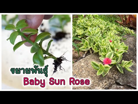 Baby Sun Rose ขยายพันธุ์ง่ายๆ แค่ตัด ปักชำ | How to propagate Baby Sun Rose by cuttings