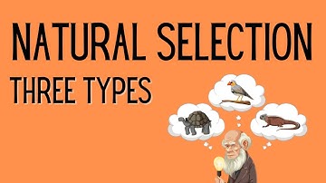Natural Selection | 3 Types |