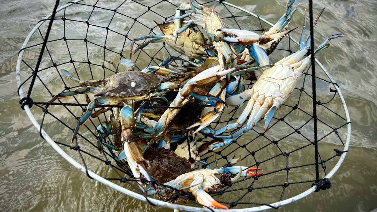 Loading Up on BLUE CRABS Using Nets