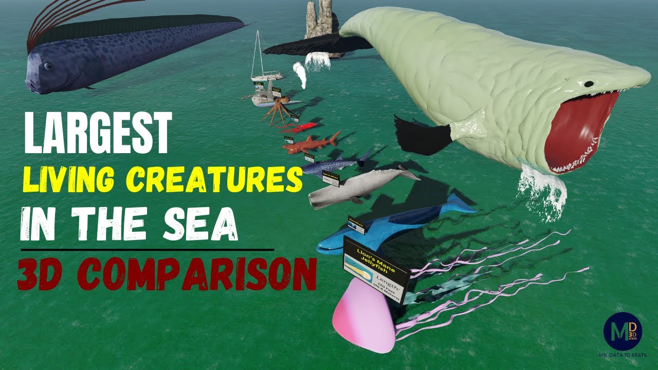 sea-creatures-size-comparison-3d-the-bloop-is-biggest-youtube