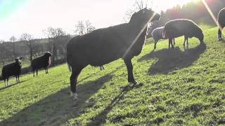 Tornado Wants His Head Scratched