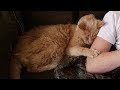 【人間なら100歳!】22歳という超高齢で捨てられた猫。ある女性との運命的な出会いに感動!!【感動実話】